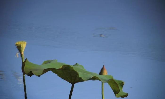 可曾沾雨露，不改向阳心，华蓥渠江画廊赏向日葵记