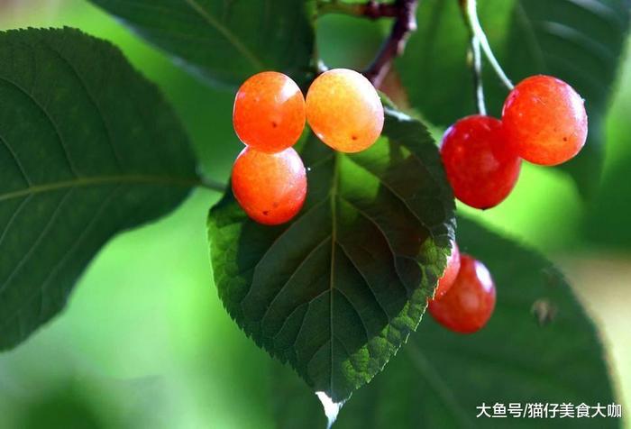 中国哪里的樱桃最好吃? 这5个地方最有名, 有你的家乡吗?
