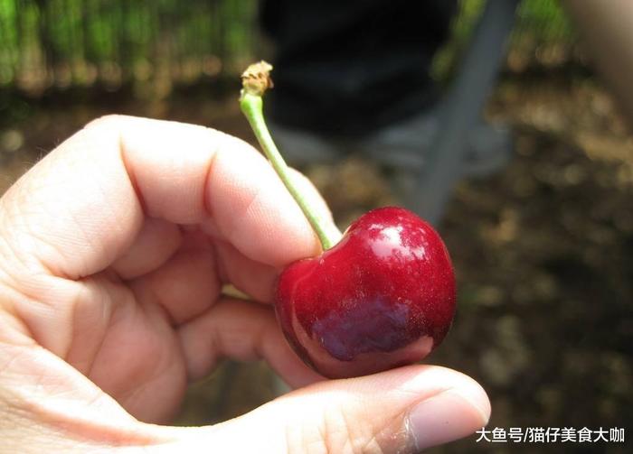 中国哪里的樱桃最好吃? 这5个地方最有名, 有你的家乡吗?