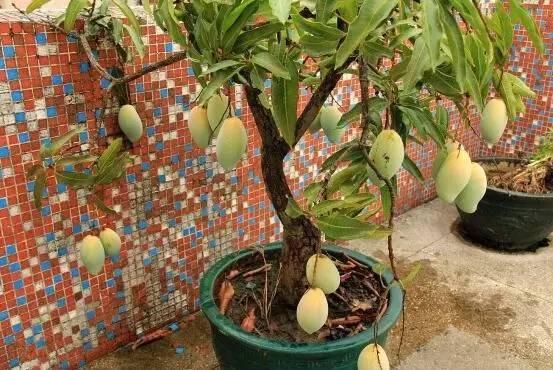 最适合阳台盆栽11种水果，养眼好吃易管理，一年四季水果吃不完
