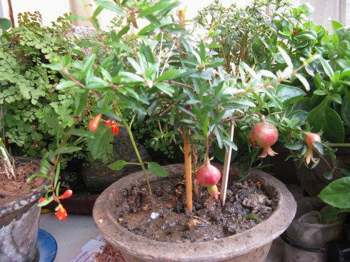 最适合阳台盆栽11种水果，养眼好吃易管理，一年四季水果吃不完