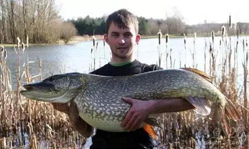 狗鱼怎么做好吃 狗鱼家常做法大全