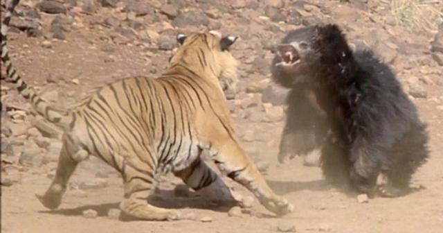 世界最凶猛的野兽！老虎最怕什么？网友：狮子靠边站，原来怕这个