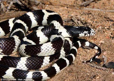 蟒蛇怕蛇毒吗，有哪些蛇类免疫蛇毒？
