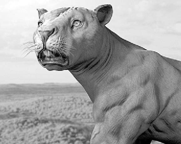 咬合力最强的哺乳动物，狮子对它来说不堪一击！