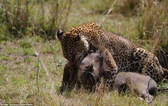 母豹飞身跃起捕食疣猪: 姿势优雅一击致命