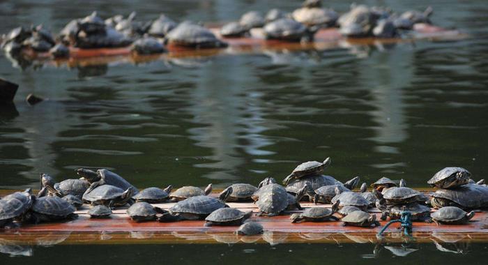 为何寺庙放生池的放生龟不见多，反而更少？和尚无奈说出原因