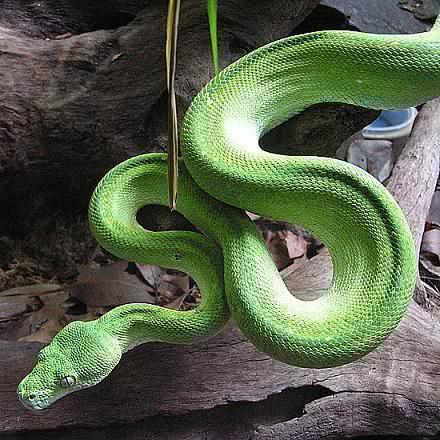 蟒蛇怕蛇毒吗，有哪些蛇类免疫蛇毒？