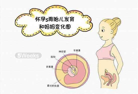 怀孕5个月肚子有这么大，5个月胎儿本领大，对照一下达标了吗？