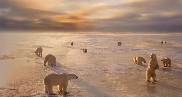 全球唯一的北极熊监狱，专关“熊孩子”，就在熊满为患的小镇
