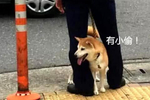 柴犬荣升为警犬,经常与警察一起执行任务,却因"表情包"走红