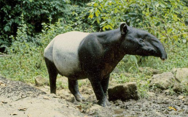 马来西亚国宝级动物：马来貘