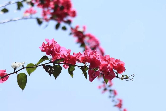 深圳最适合一日游的35个免费景点，拍照、赏花、踏青统统都有！