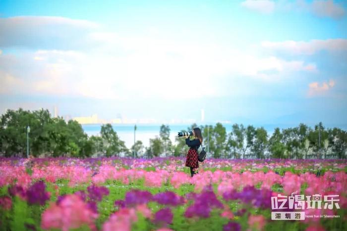 深圳最适合一日游的35个免费景点，拍照、赏花、踏青统统都有！