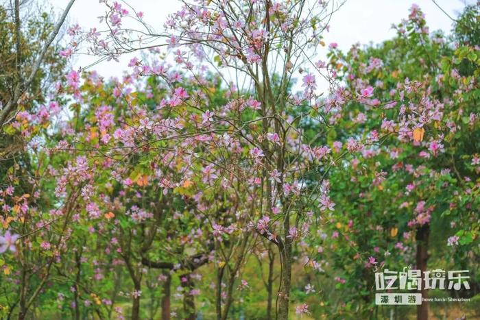 深圳最适合一日游的35个免费景点，拍照、赏花、踏青统统都有！