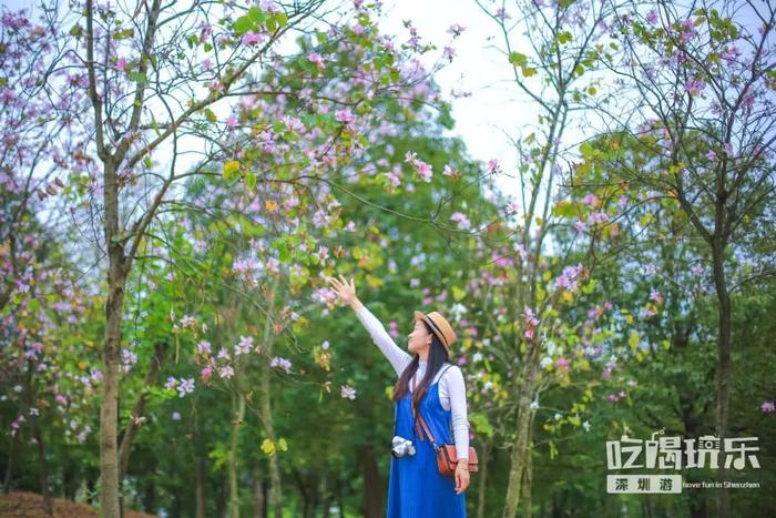 深圳最适合一日游的35个免费景点，拍照、赏花、踏青统统都有！