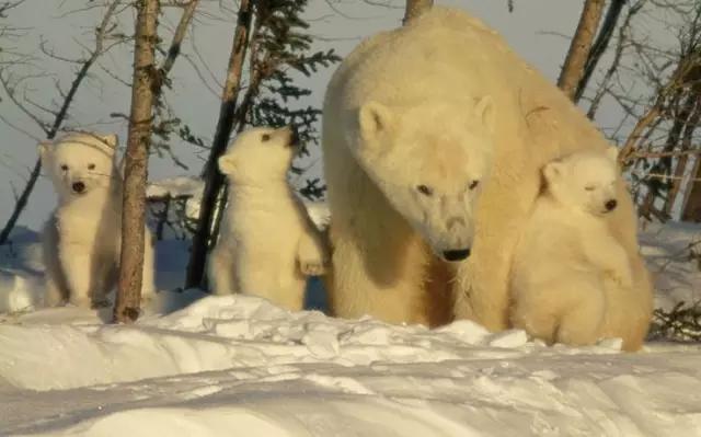 全球唯一的北极熊监狱，专关“熊孩子”，就在熊满为患的小镇