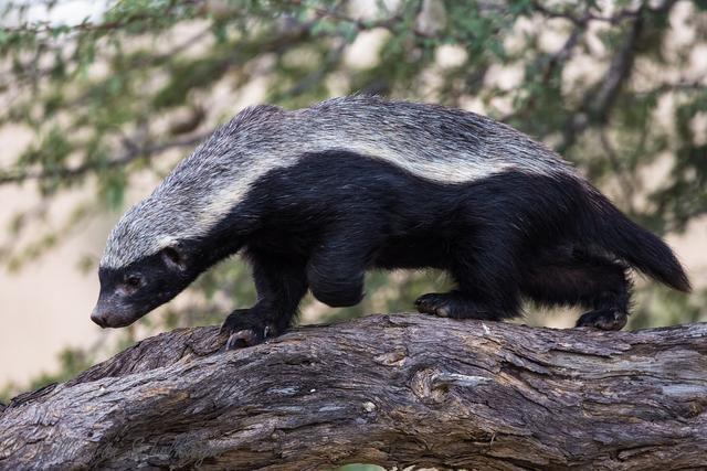 平头哥蜜獾不仅能打架，也会使用工具，是一种高智商的动物
