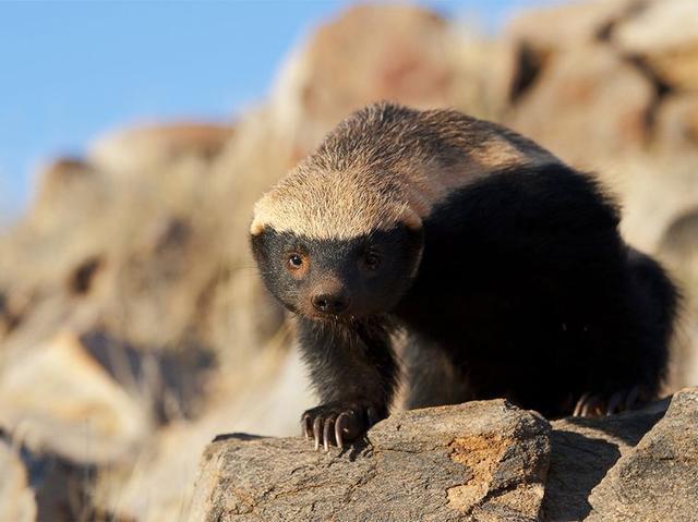 平头哥蜜獾不仅能打架，也会使用工具，是一种高智商的动物