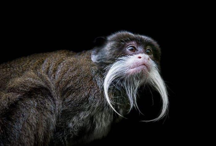 以“皇帝”命名的猴子，年龄不大，胡子却不短