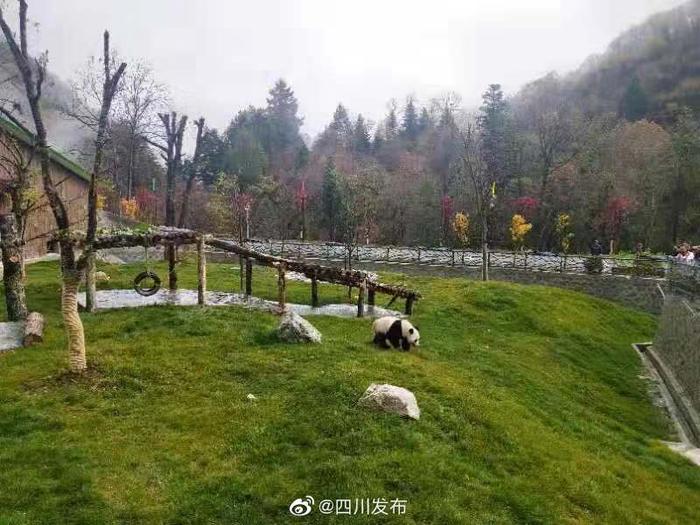 今后，到九寨沟县可以看大熊猫啦