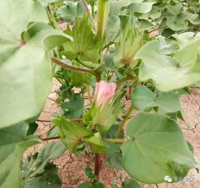 种植棉花的过程中，要想提高产量，可以这样做