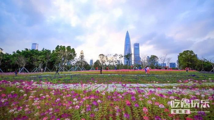 深圳最适合一日游的35个免费景点，拍照、赏花、踏青统统都有！