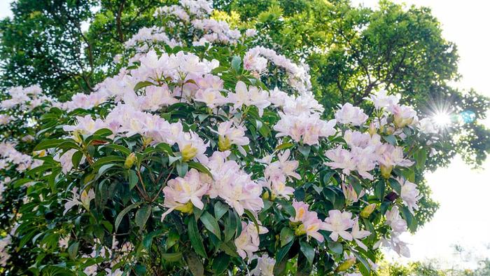 深圳最适合一日游的35个免费景点，拍照、赏花、踏青统统都有！