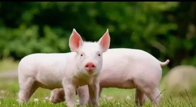 想生啥就生啥！日本发明性染色体分离法，随意决定小猪崽性别