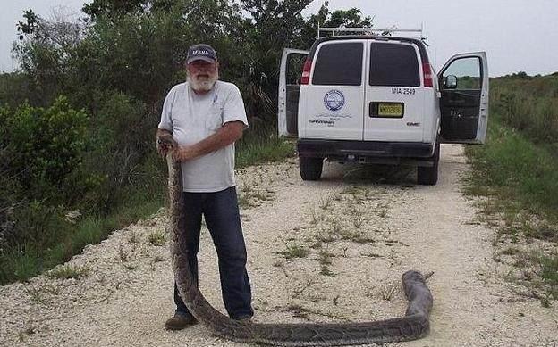 科学家野外发现一条约5米的蟒蛇，解刨后肚子里的东西令人吃惊