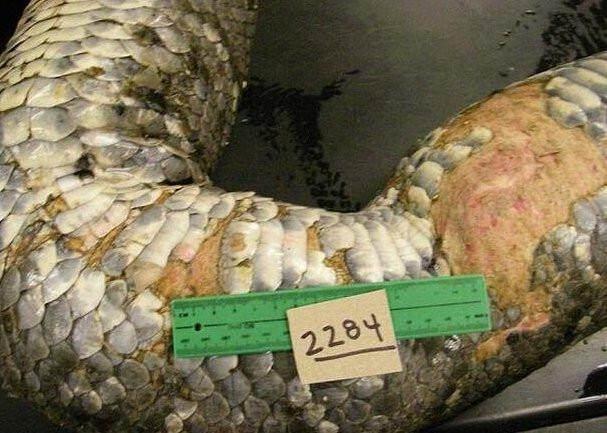 科学家野外发现一条约5米的蟒蛇，解刨后肚子里的东西令人吃惊
