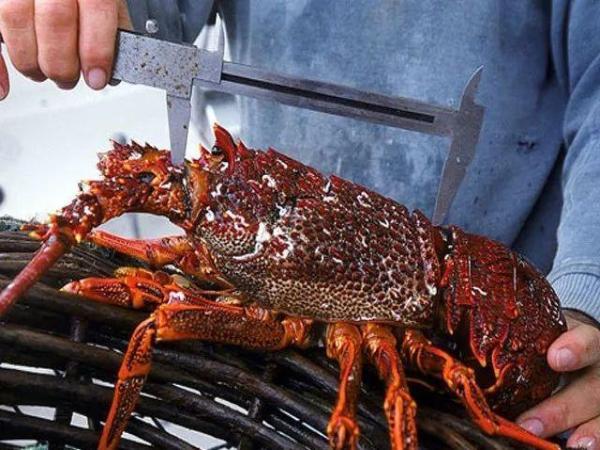 世界著名的36种龙虾，你吃过几种？