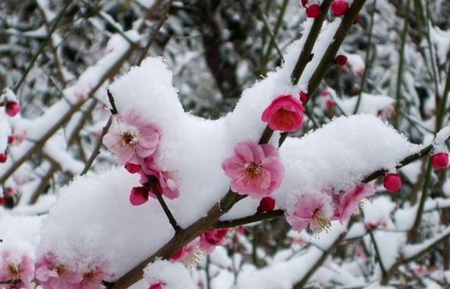 歌咏春夏秋冬的诗词，春花秋月，夏夜冬雪，四季美景尽在诗中