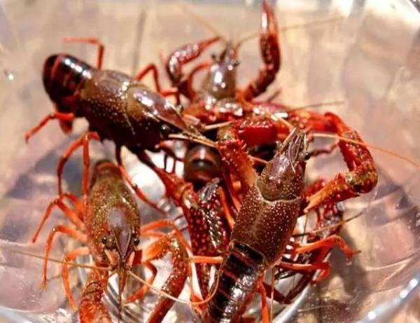 世界著名的36种龙虾，你吃过几种？