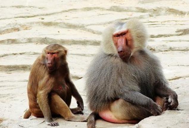 共享祖先？科学家发现狒狒在2500万年前已具备语言能力