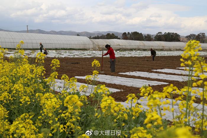 2月26日，弥渡县新街镇王彦厂群众在田间劳作。人勤春早，时下