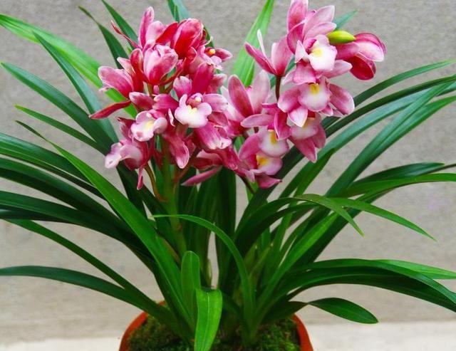 兰花中最香的品种——香妃兰，花期持久，花香浓郁，花叶双馨