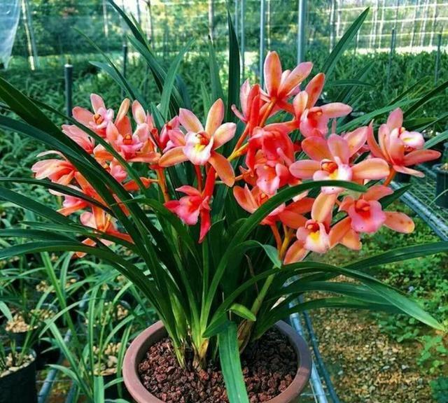 兰花中最香的品种——香妃兰，花期持久，花香浓郁，花叶双馨