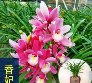 兰花中最香的品种——香妃兰，花期持久，花香浓郁，花叶双馨