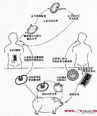 胆小莫入：谈谈我国主要的寄生绦虫病，囊虫病预防和儿童驱虫问题！