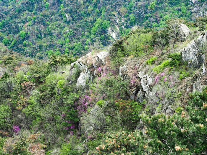 山东沂蒙山不是一座山，龟蒙山却有龟，来过的人都知道，此言不假