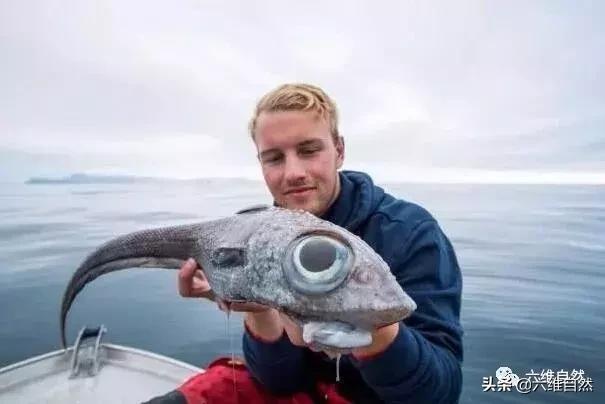 挪威一男子钓到深海鱼，眼睛大到几乎占据头部，而他却拿来烤吃！