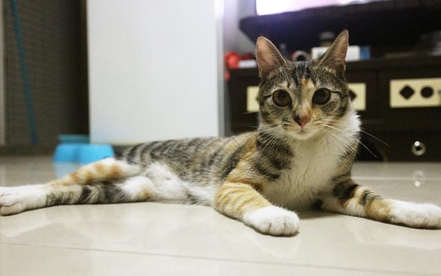 猫咪记忆力格外优秀，如果引得小猫记仇，学会这三点有助消除隔阂