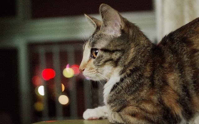 猫咪记忆力格外优秀，如果引得小猫记仇，学会这三点有助消除隔阂