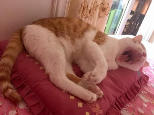 猫咪记忆力格外优秀，如果引得小猫记仇，学会这三点有助消除隔阂