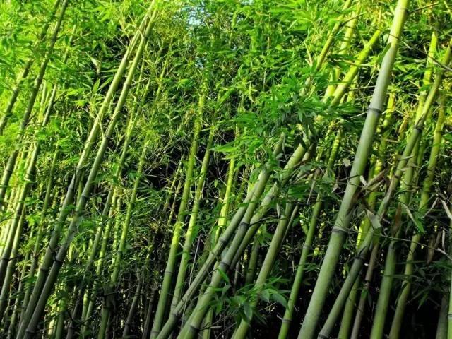 竹博园：史上最全的竹子种类,喜欢的收藏!