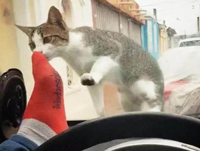 猫咪记忆力格外优秀，如果引得小猫记仇，学会这三点有助消除隔阂