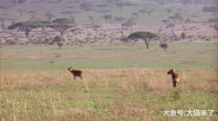 狮子和鬣狗有多大仇? 两头雄狮在草原“挖鬣狗”, 小鬣狗悉数难逃