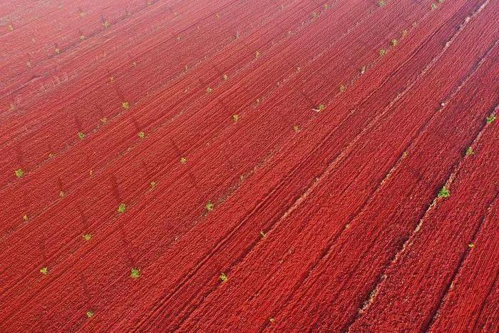 江西宜春有片红土地很美，看到图片就想去！