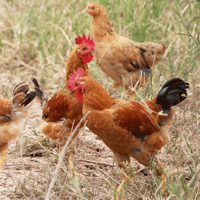 四川、湖南发生高致病性禽流感！鸡、鸭、鹅、蛋，还能放心吃吗？